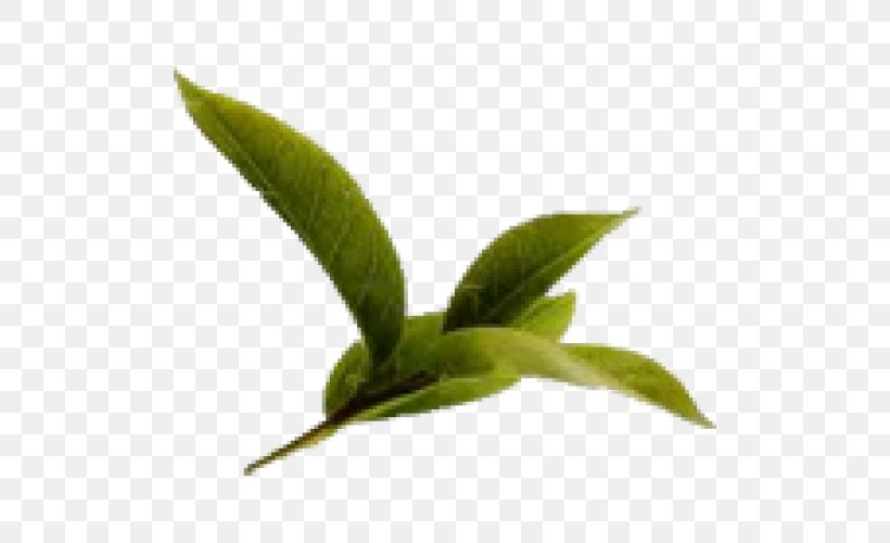 Health Benefits Of Green Tea: An Evidence-based Approach Leaf Tea Plant, PNG, 500x500px, Green Tea, Bitterness, Black Tea, Drink, Food Download Free