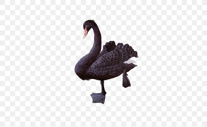 Black Swan Duck, PNG, 502x502px, Black Swan, Architecture, Beak, Bird, Cygnini Download Free
