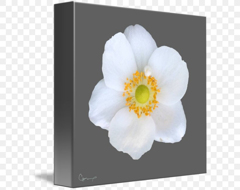 Flowering Plant Gallery Wrap Petal Rosaceae, PNG, 606x650px, Flower, Anemone, Art, Canvas, Flowering Plant Download Free