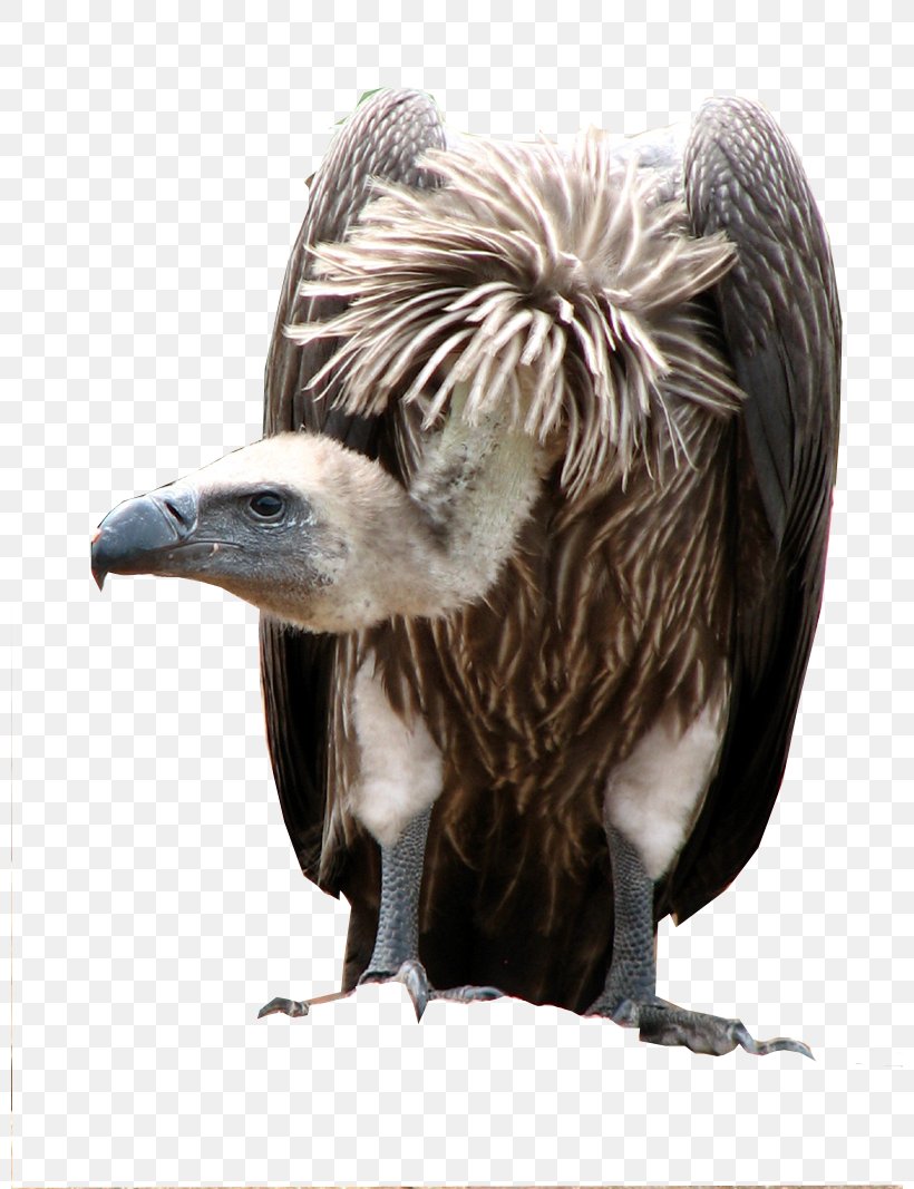 White-backed Vulture Cape Vulture Griffon Vulture African Elephant, PNG, 800x1067px, Vulture, African Elephant, Beak, Bird, Bird Of Prey Download Free
