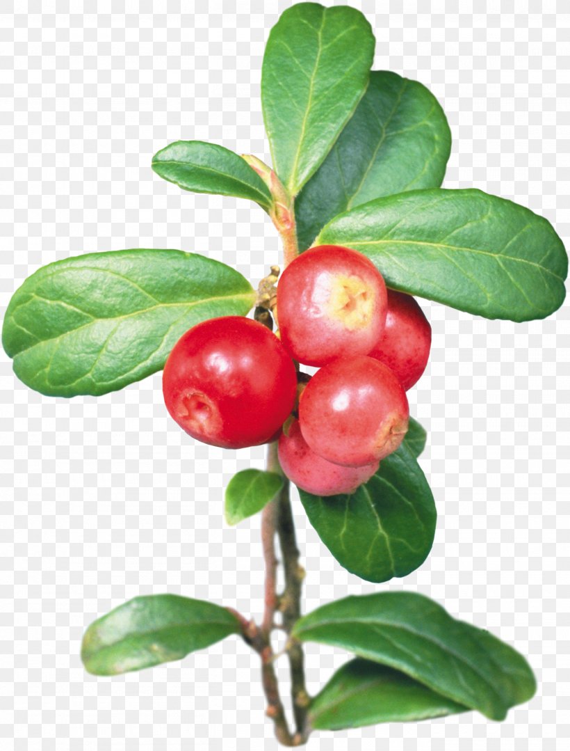 Barbados Cherry Lingonberry Cranberry Shepherdia, PNG, 2715x3573px, Barbados Cherry, Acerola, Acerola Family, Arctostaphylos, Arctostaphylos Uva Ursi Download Free