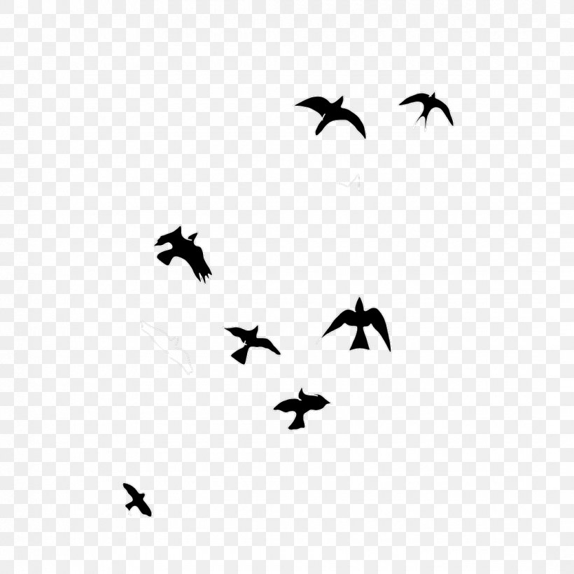 Bird Migration Water Bird Beak Wing, PNG, 1080x1080px, Bird, Animal Migration, Bat, Beak, Bird Migration Download Free