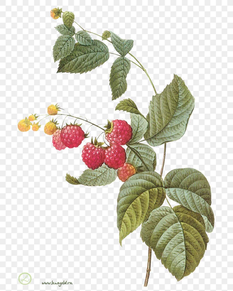 Botany Fruit Raspberry Botanical Illustration Printmaking, PNG, 729x1024px, Botany, Antique, Art, Berry, Blackberry Download Free