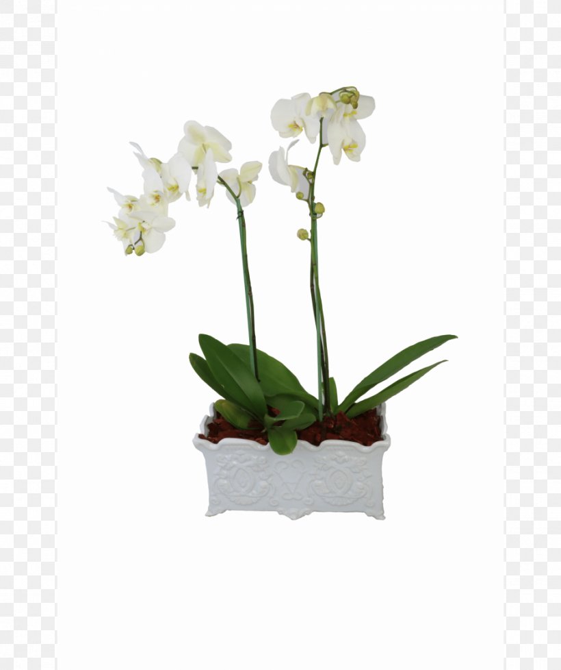 Moth Orchids Flower Plant Floral Design, PNG, 930x1110px, Orchids, Cattleya, Flora, Floral Design, Flower Download Free