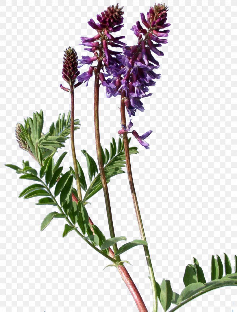 Plant Astragalus Bisulcatus Weed Flower French Lavender Png