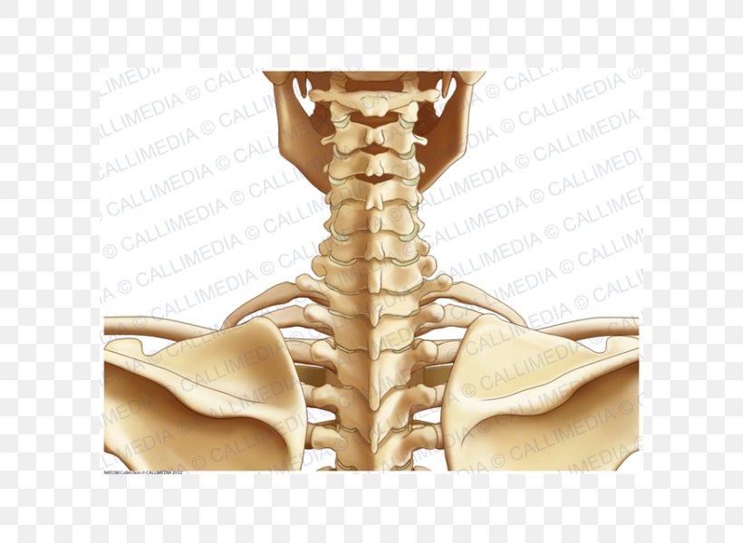 Posterior Triangle Of The Neck Human Anatomy Human Body, PNG, 600x600px, Watercolor, Cartoon, Flower, Frame, Heart Download Free