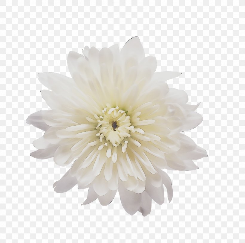 Transvaal Daisy Cut Flowers Chrysanthemum Dahlia, PNG, 1888x1870px, Transvaal Daisy, Artificial Flower, Aster, Blackandwhite, Chrysanthemum Download Free