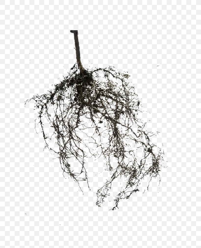 Tree Root Photography Plant Tissue Culture, PNG, 792x1009px, Tree, Black And White, Branch, Deviantart, Drawing Download Free