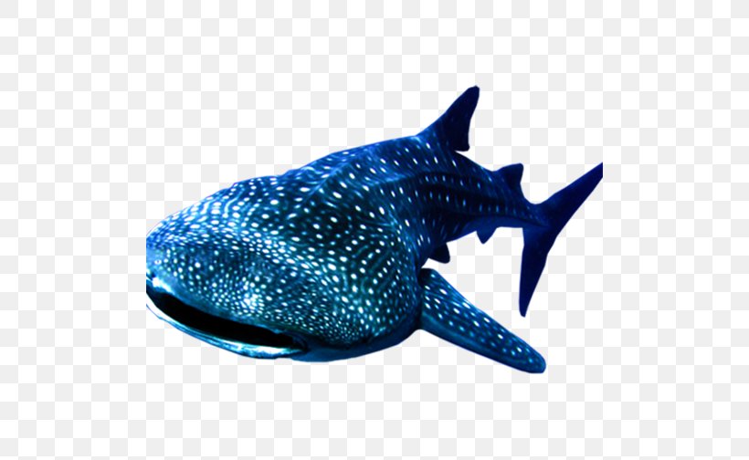 Whale Shark, PNG, 500x504px, Shark, Blue, Cartilaginous Fish, Cetacea, Cobalt Blue Download Free
