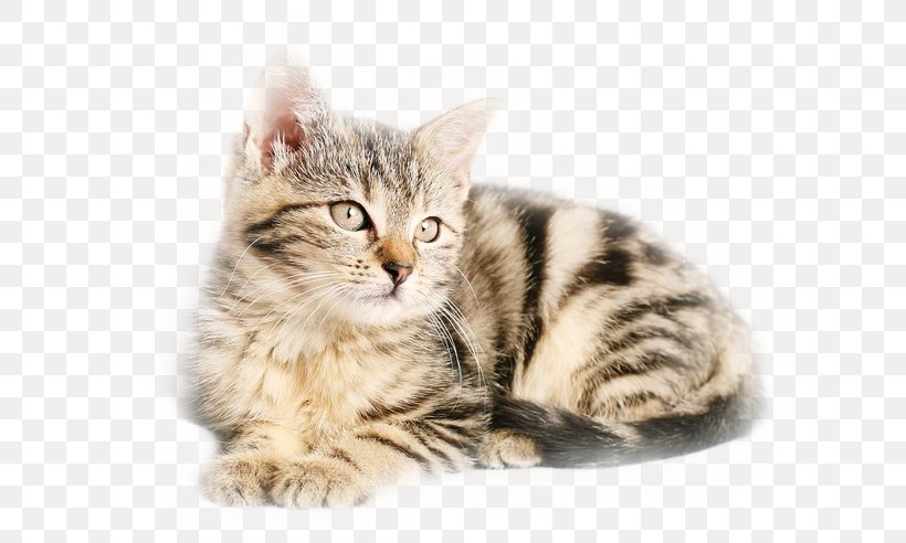Cat Kitten Pet Dog, PNG, 667x492px, Cat, American Shorthair, American Wirehair, Animal Shelter, Asian Download Free