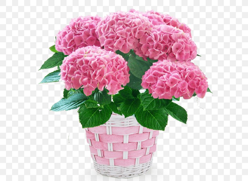 French Hydrangea Carnation Cut Flowers Flowerpot, PNG, 600x600px, French Hydrangea, Annual Plant, Artificial Flower, Blomsterbutikk, Carnation Download Free