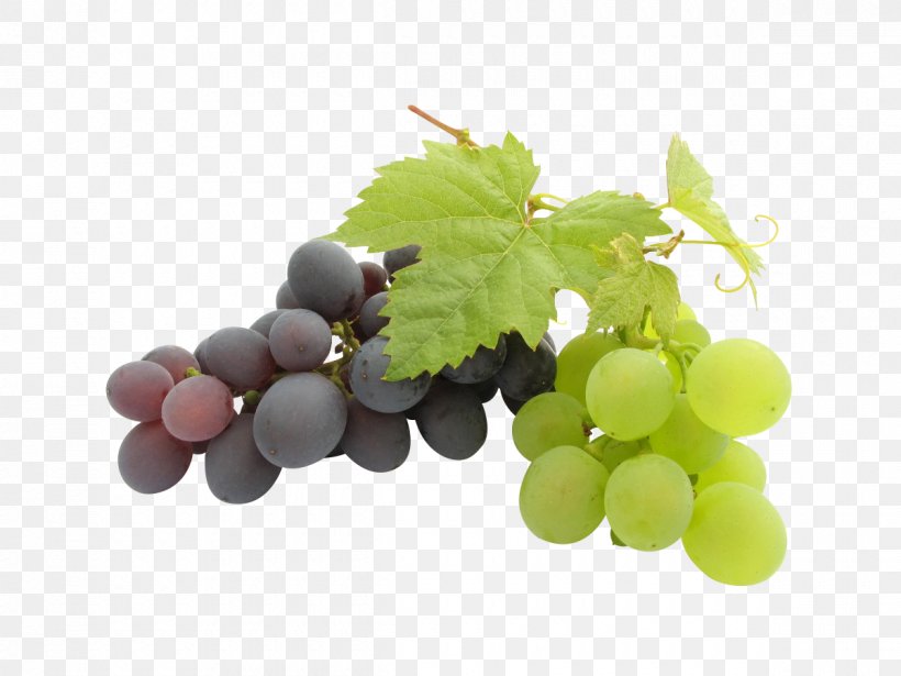 Kyoho Wine Grape Seed Oil, PNG, 1200x900px, Kyoho, Botrytis Cinerea, Common Grape Vine, Drawing, Food Download Free
