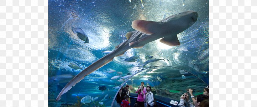 Underwater World Pattaya Mini Siam Public Aquarium Tourist Attraction Travel, PNG, 1200x500px, Underwater World Pattaya, Amusement Park, Aquarium, Beach, Dolphin Download Free