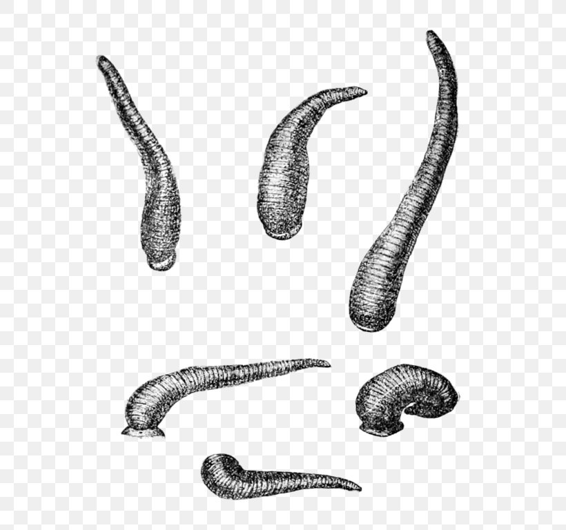 Worm Leech Limnatis Nilotica Annelid Wikipedia, PNG, 626x768px, Worm, Annelid, Black And White, Definition, Drawing Download Free