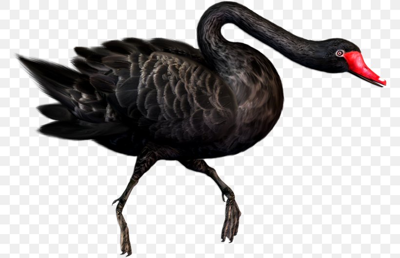Black Swan Duck Rock Dove, PNG, 767x529px, Black Swan, Beak, Bird, Columbidae, Cygnini Download Free
