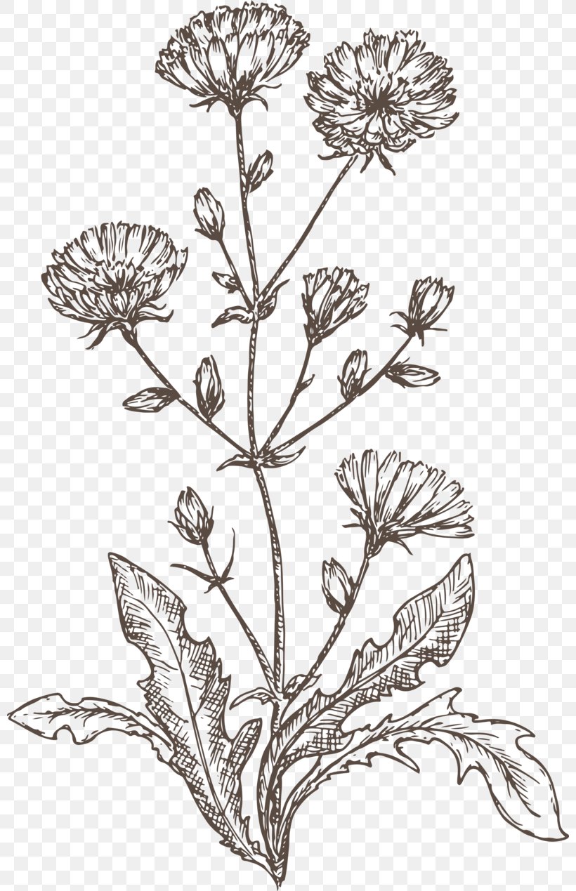 Chicory Line, PNG, 800x1269px, Chicory, Black And White, Branch, Cut Flowers, Drawing Download Free