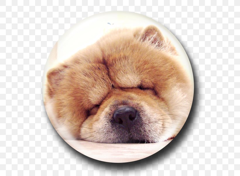 Chow Chow Puppy Dog Breed Companion Dog Non-sporting Group, PNG, 600x600px, Chow Chow, Art, Artist, Breed, Carnivoran Download Free