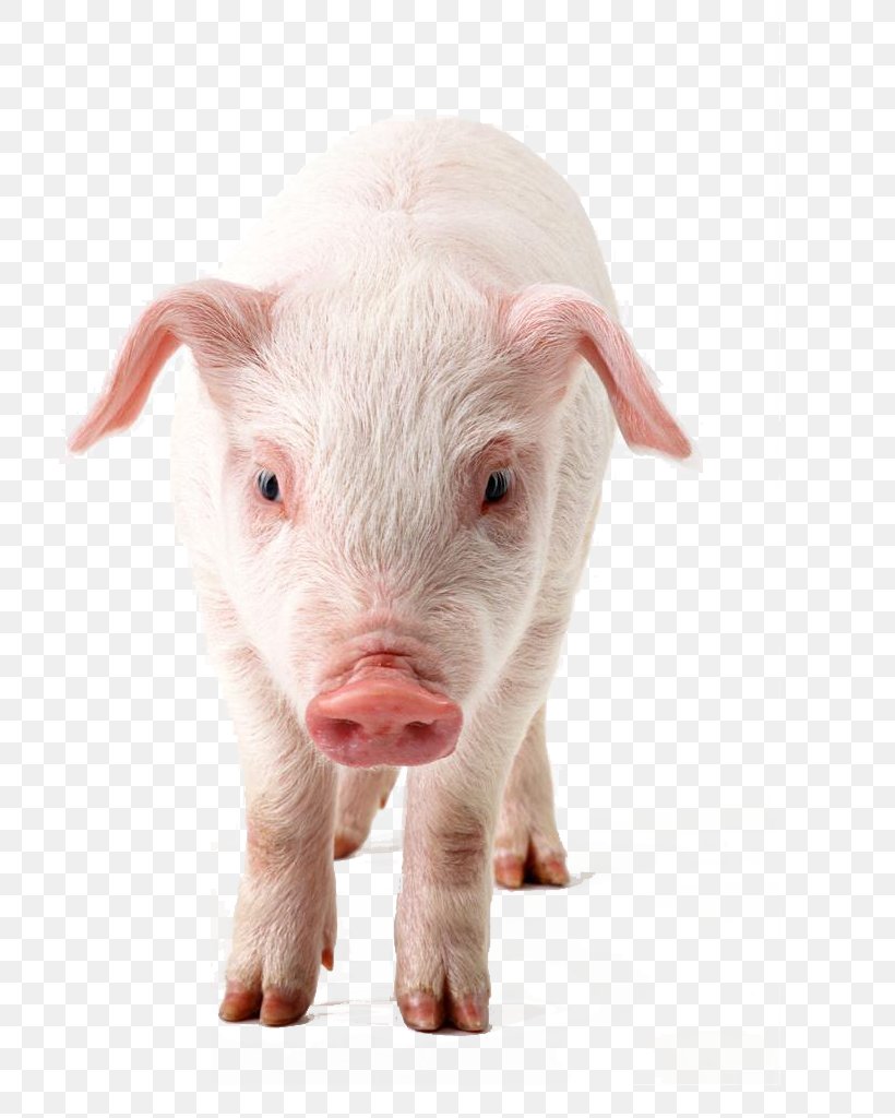 Domestic Pig Download Clip Art, PNG, 726x1024px, Domestic Pig, Clipping Path, Information, Livestock, Mammal Download Free