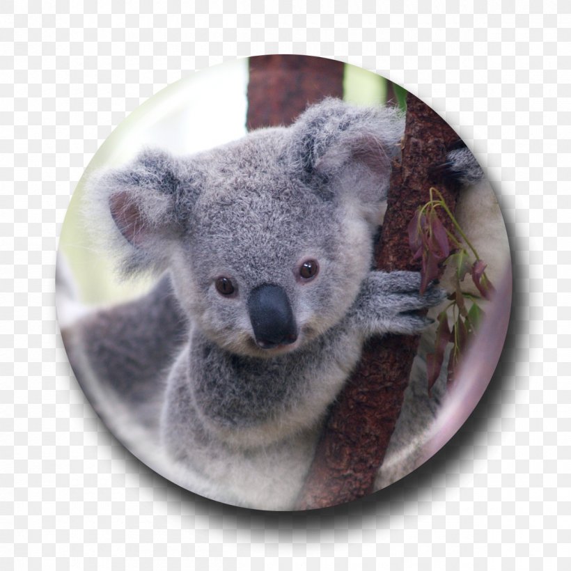 Koala Bear Viverridae Wombat Marsupial, PNG, 1200x1200px, Koala, Animal, Australia, Australian Koala Foundation, Bear Download Free