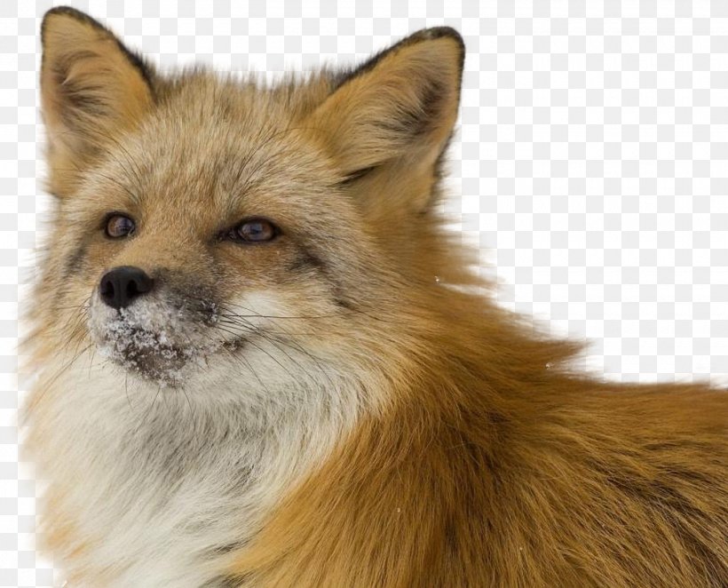 Red Fox Kuma Lisa Привада, PNG, 1420x1147px, Fox, Carnivoran, Dhole, Dog, Dog Breed Download Free