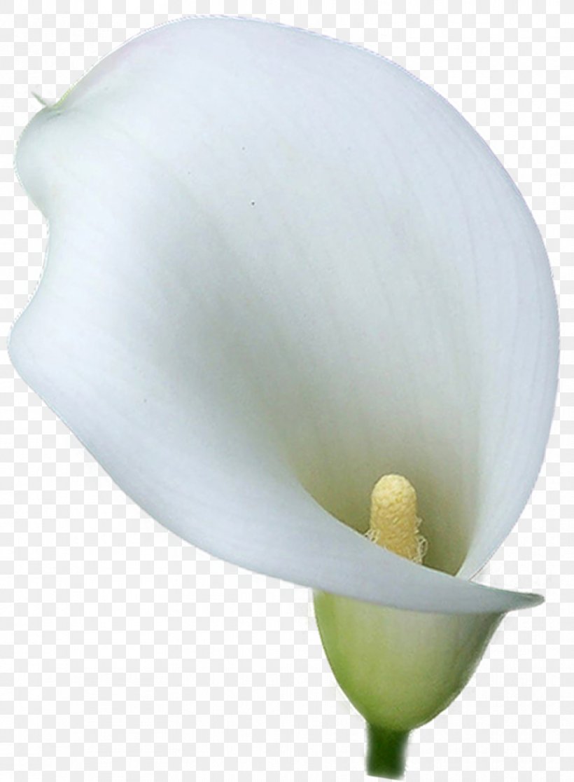 Arum-lily Arum Lilies Flower, PNG, 881x1200px, Arumlily, Alismatales, Arum, Arum Lilies, Calla Lily Download Free