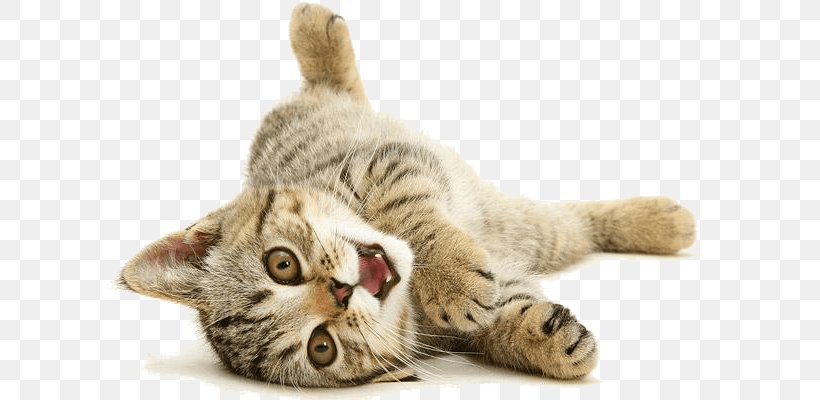 Cat Tree Kitten Dog Cat Play And Toys, PNG, 620x400px, Cat, American Shorthair, American Wirehair, California Spangled, Carnivoran Download Free