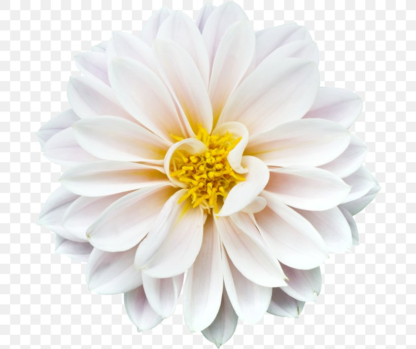 Common Daisy Marguerite Daisy Daisy Family Stock.xchng Stock Photography, PNG, 685x688px, Common Daisy, Argyranthemum, Chrysanths, Cut Flowers, Dahlia Download Free