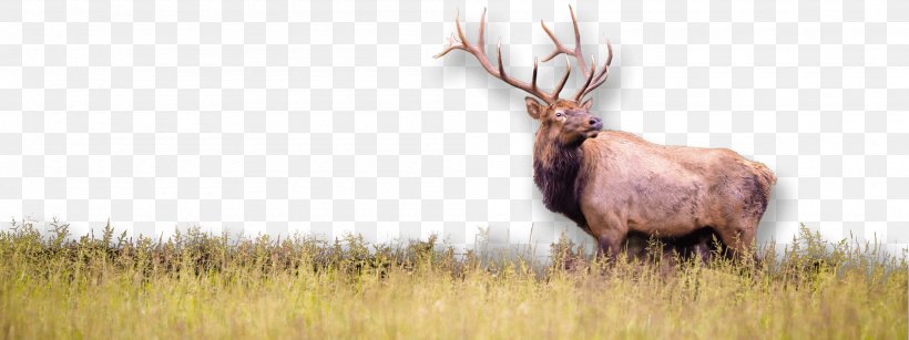 Elk Wildlife White-tailed Deer Hunting, PNG, 2000x750px, Elk, Animal, Antelope, Antler, Cattle Download Free