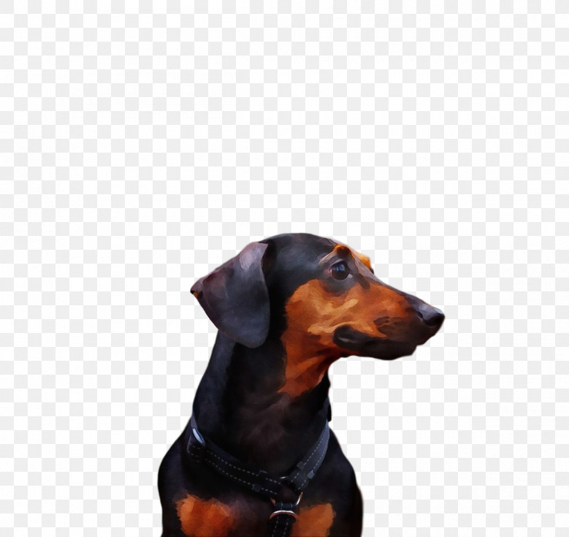 German Pinscher Austrian Black And Tan Hound Greek Harehound Manchester Terrier Snout, PNG, 1200x1133px, Watercolor, Austrian Black And Tan Hound, Black And Tan Coonhound, Breed, Dog Download Free