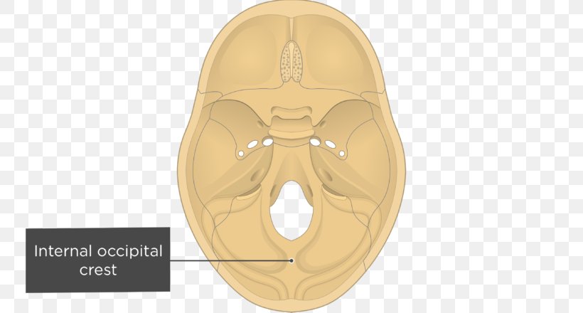 Gray's Anatomy Groove For Transverse Sinus Transverse Sinuses Internal Occipital Protuberance Skull, PNG, 770x440px, Skull, Anatomy, Beige, Bone, Falx Cerebelli Download Free