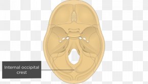 Gray's Anatomy Atlas Axis Cervical Vertebrae, PNG, 690x550px, Atlas ...