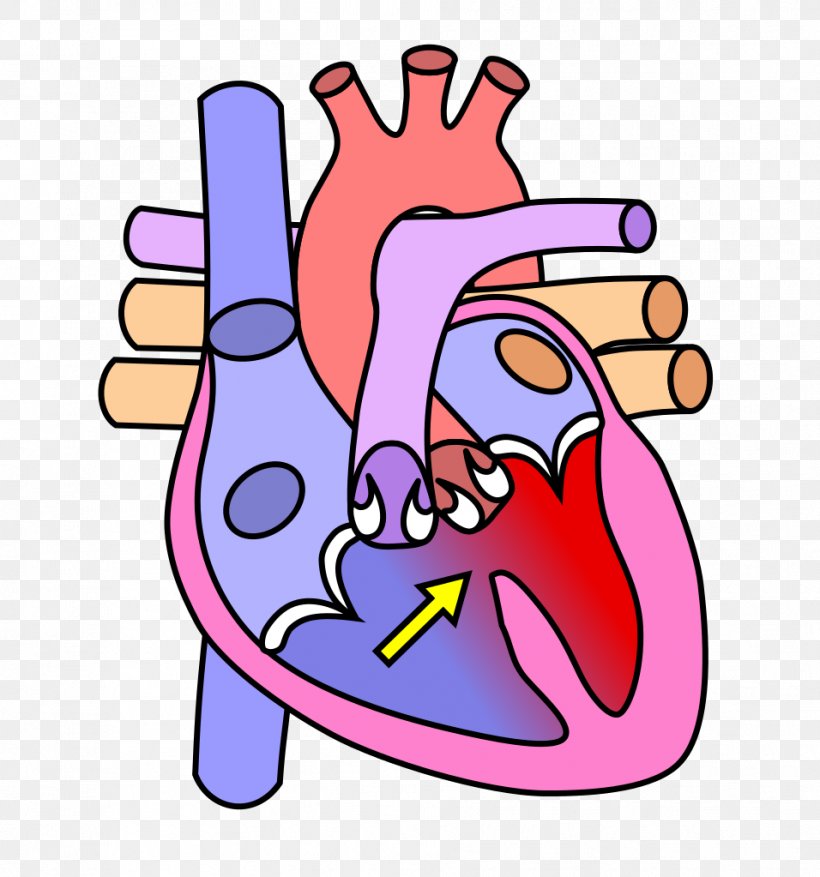 Heart Valve Diagram Human Body Circulatory System, PNG, 956x1023px, Watercolor, Cartoon, Flower, Frame, Heart Download Free