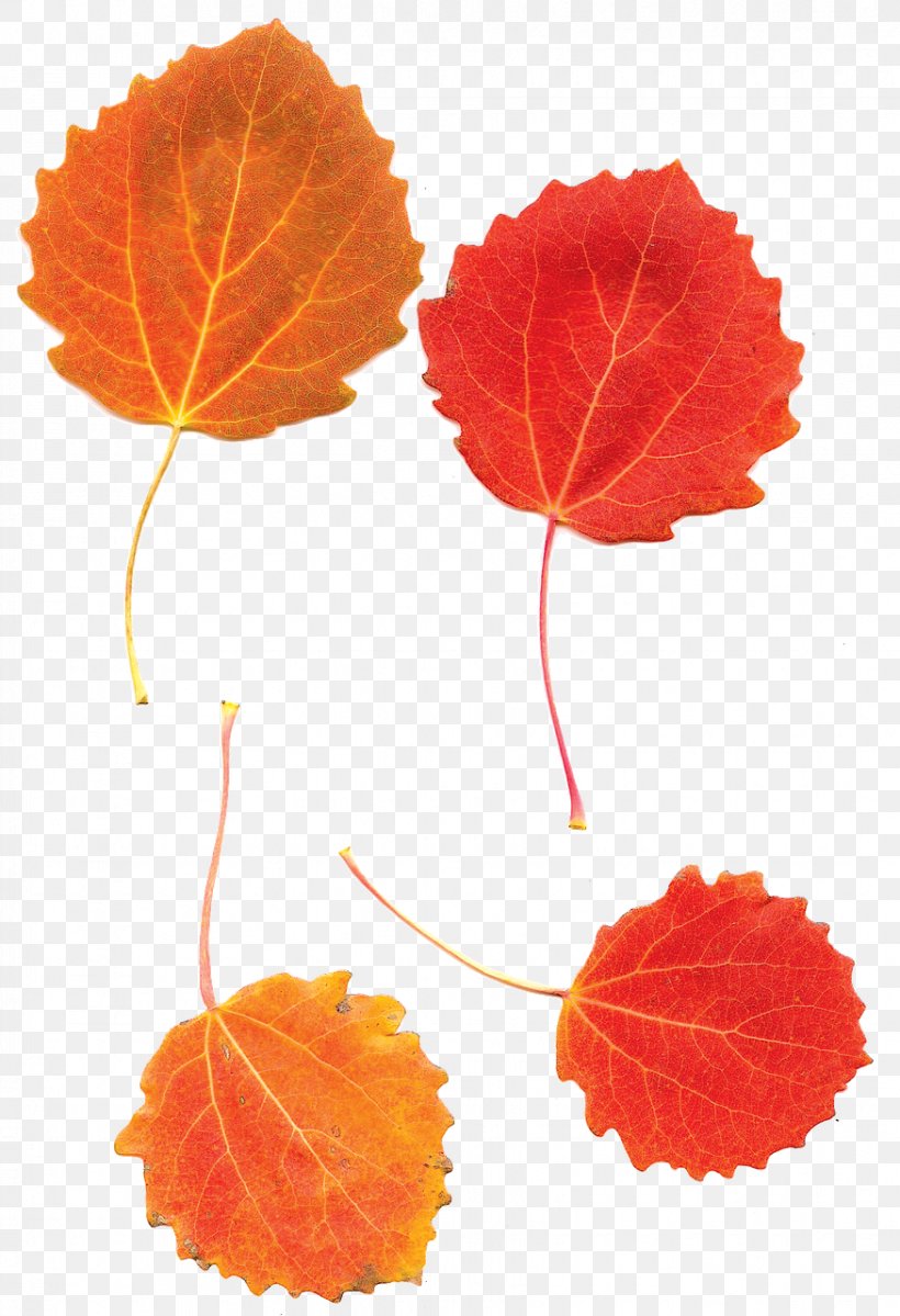 Leaf European Aspen Tree Autumn, PNG, 875x1280px, Leaf, Aspen, Autumn, Autumn Leaf Color, Cottonwood Download Free