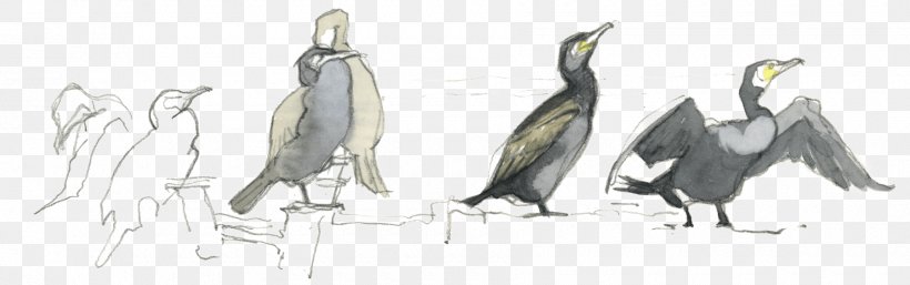 Beak Flightless Bird Feather Sketch, PNG, 1800x565px, Beak, Animal, Animal Figure, Artwork, Bird Download Free