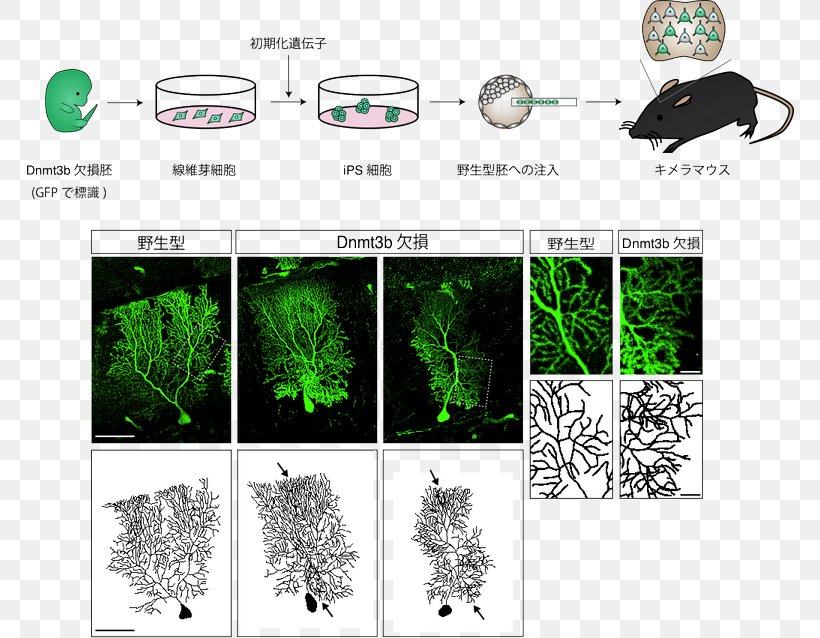 Neuron Dendrite DNA Methylation 神経回路形成 Nerve, PNG, 768x638px, Neuron, Cadherin, Cell, Cell Nucleus, Dendrite Download Free