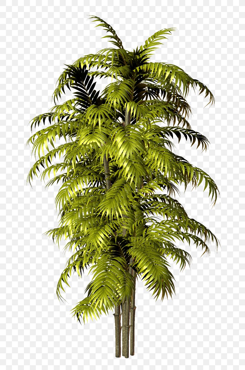 Arecaceae Tree Photography Clip Art, PNG, 729x1236px, Arecaceae, Arecales, Evergreen, Fern, Ferns And Horsetails Download Free