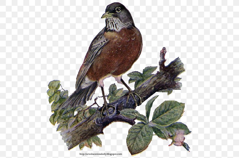 Bird European Robin Sparrow American Robin Clip Art, PNG, 513x544px, Bird, American Robin, Beak, Bird Nest, Branch Download Free