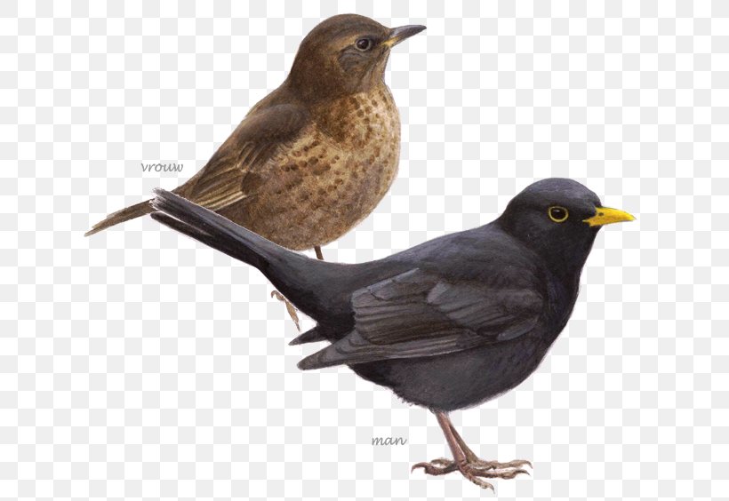Common Blackbird Grenzeloos Vogels Kijken: In Een Jaar De Wereld Rond House Sparrow BirdLife Netherlands, PNG, 650x564px, Bird, Beak, Birdlife Netherlands, Birdwatching, Blackbird Download Free