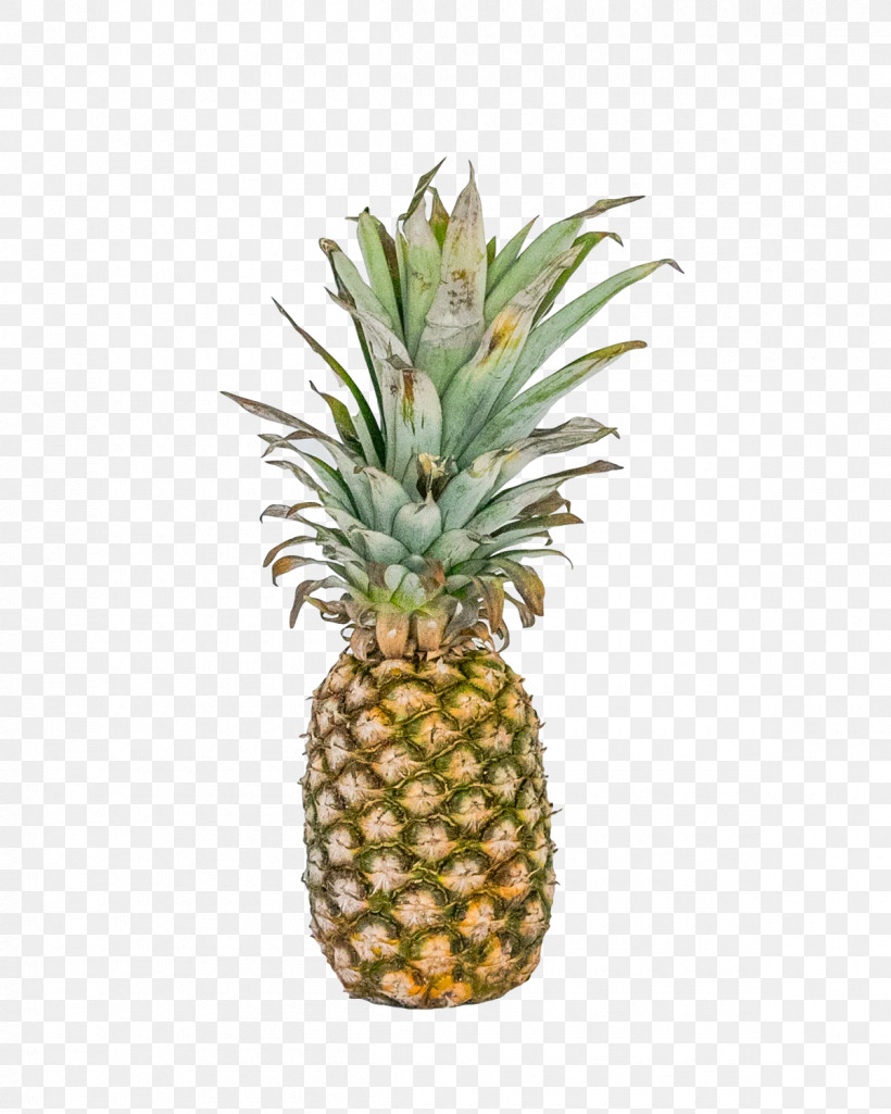 Pineapple, PNG, 1200x1500px, Pineapple, Biology, Flowerpot, Fruit, Plants Download Free