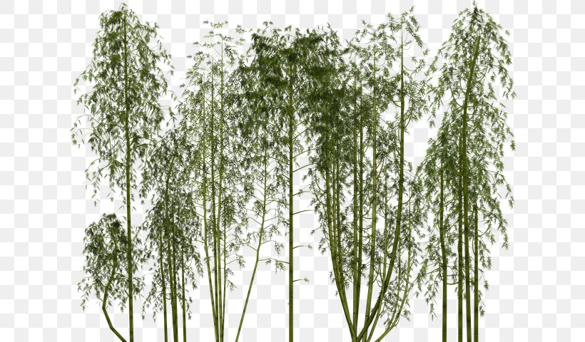 Bamboo Clip Art Image Stock.xchng, PNG, 640x480px, Bamboo, Bamboo Musical Instruments, Birch, Branch, Giant Panda Download Free