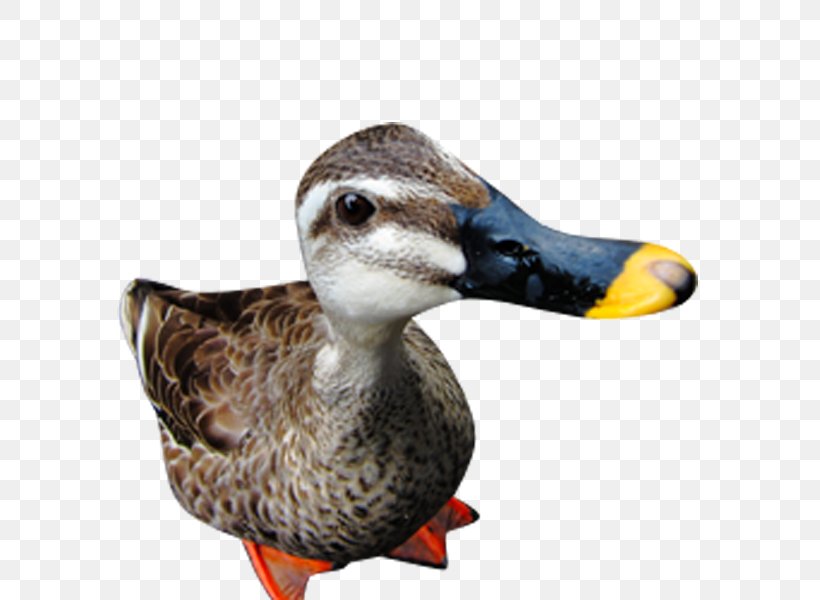 Duck Clip Art, PNG, 600x600px, Duck, Beak, Bird, Display Resolution, Ducks Geese And Swans Download Free