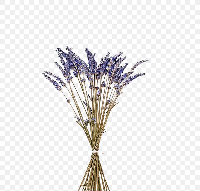 English Lavender Flower Lavender Oil Stock Photography, PNG, 550x785px, English Lavender, Branch, Bud, Color, Cut Flowers Download Free