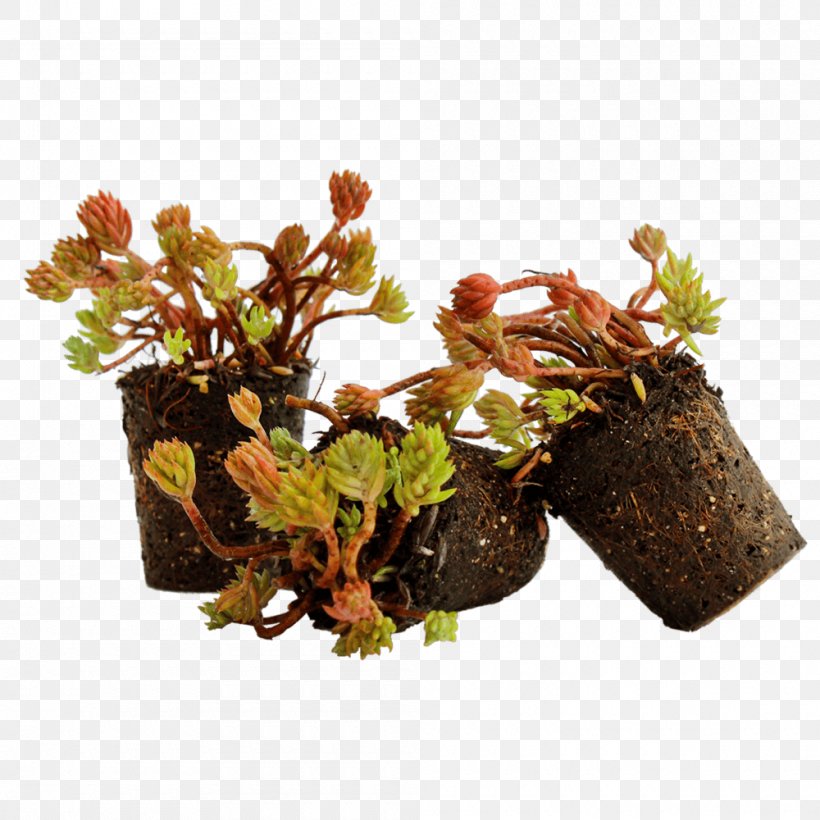 Groundcover Plants Goldmoss Stonecrop Sales Green Roof, PNG, 1000x1000px, Groundcover, Aftersalesmanagement, Aquarium Decor, Bedding, Cutting Download Free