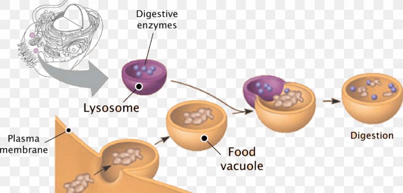 Lysosome Plant Cell Peroxisome Vesicle, PNG, 962x463px, Lysosome, Biochemistry, Biology, Body Jewelry, Cell Download Free