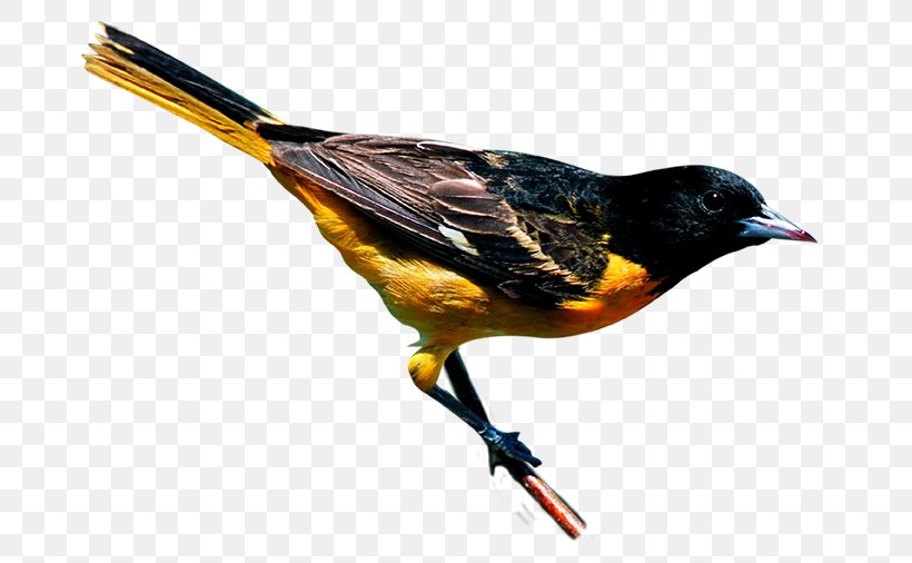 New York City Bird Finch Yellow-throated Warbler Baltimore Oriole, PNG, 677x506px, New York City, American Redstart, Baltimore Oriole, Beak, Bird Download Free