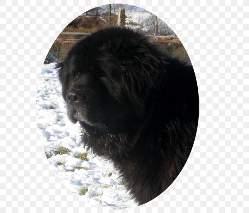Newfoundland Dog Puppy Giant Dog Breed Snout, PNG, 700x700px, Newfoundland Dog, Breed, Carnivoran, Crossbreed, Dog Download Free