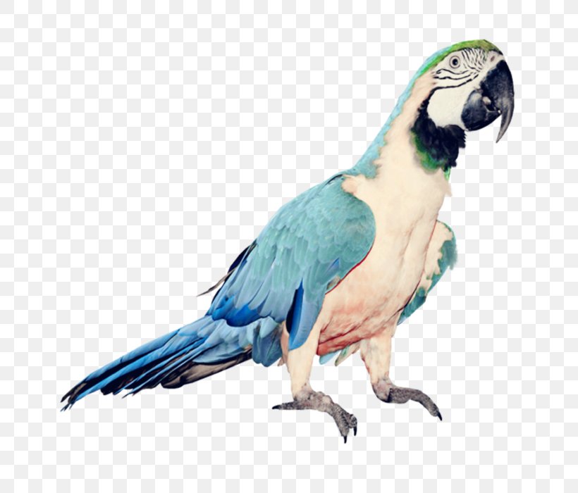 Parrot Bird Clip Art, PNG, 700x700px, Parrot, Beak, Bird, Color, Common Pet Parakeet Download Free