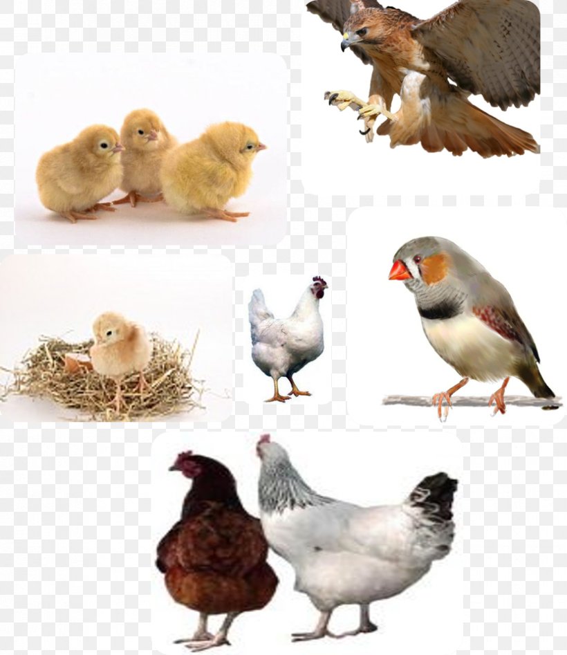 Chicken Disease Poultry Farming Bird, PNG, 830x959px, 2014, Chicken, Beak, Bird, Disease Download Free