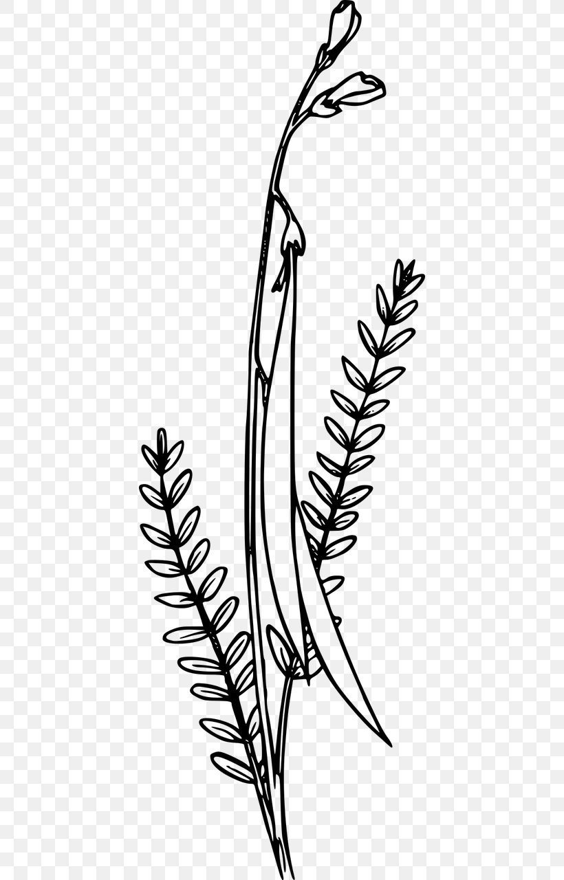 Clip Art, PNG, 640x1280px, Wildflower, Black And White, Branch, Flora, Flower Download Free