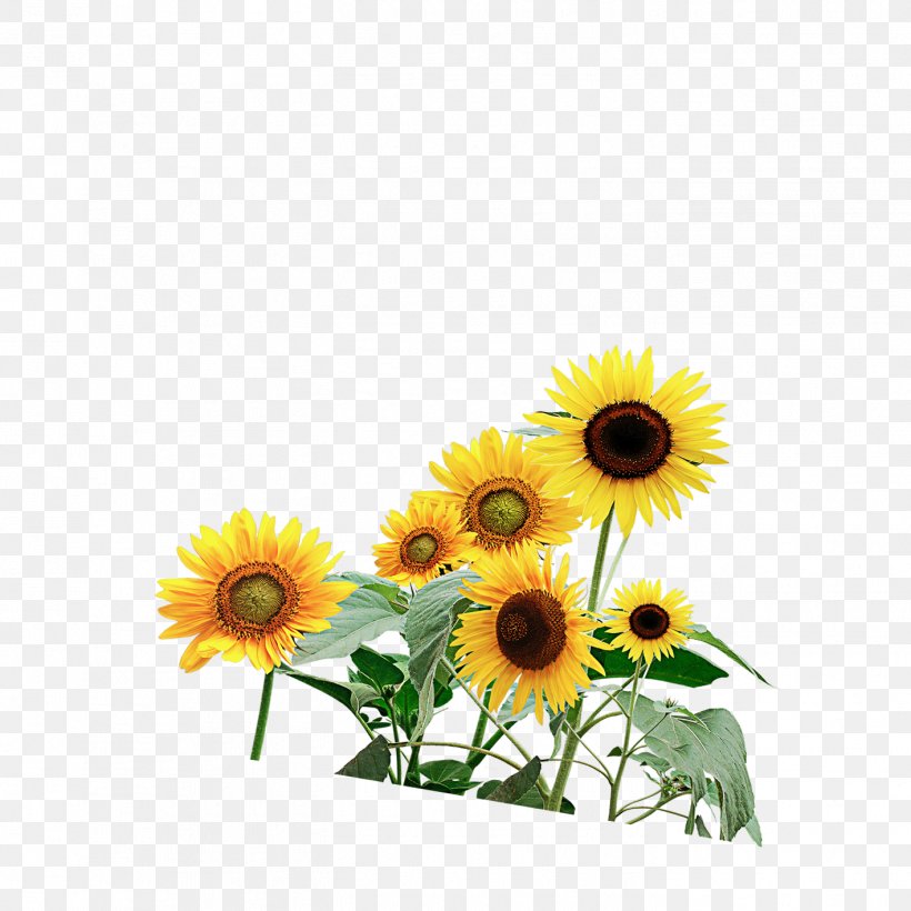 Common Sunflower Watercolor Painting, PNG, 1417x1417px, Common Sunflower, Cut Flowers, Daisy, Daisy Family, Floral Design Download Free